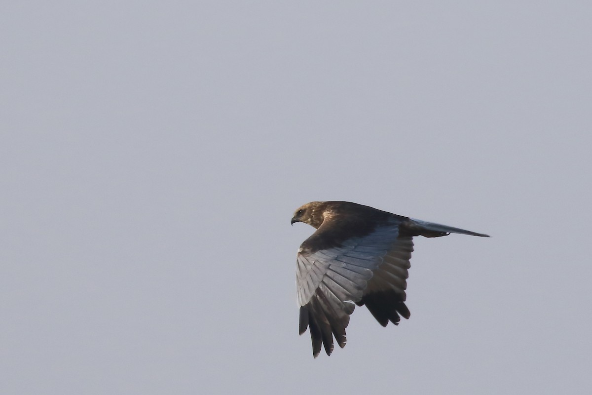 Western Marsh Harrier - ML645540209