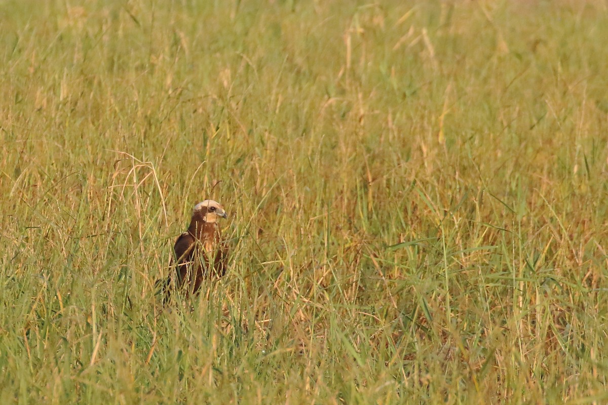 Western Marsh Harrier - ML645540210
