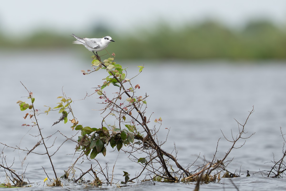 Whiskered Tern - ML645540211