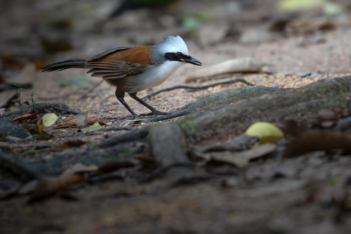 White-crested Laughingthrush - ML645540230