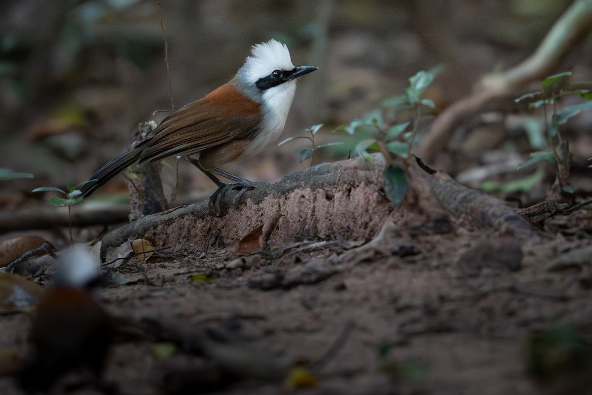 White-crested Laughingthrush - ML645540232