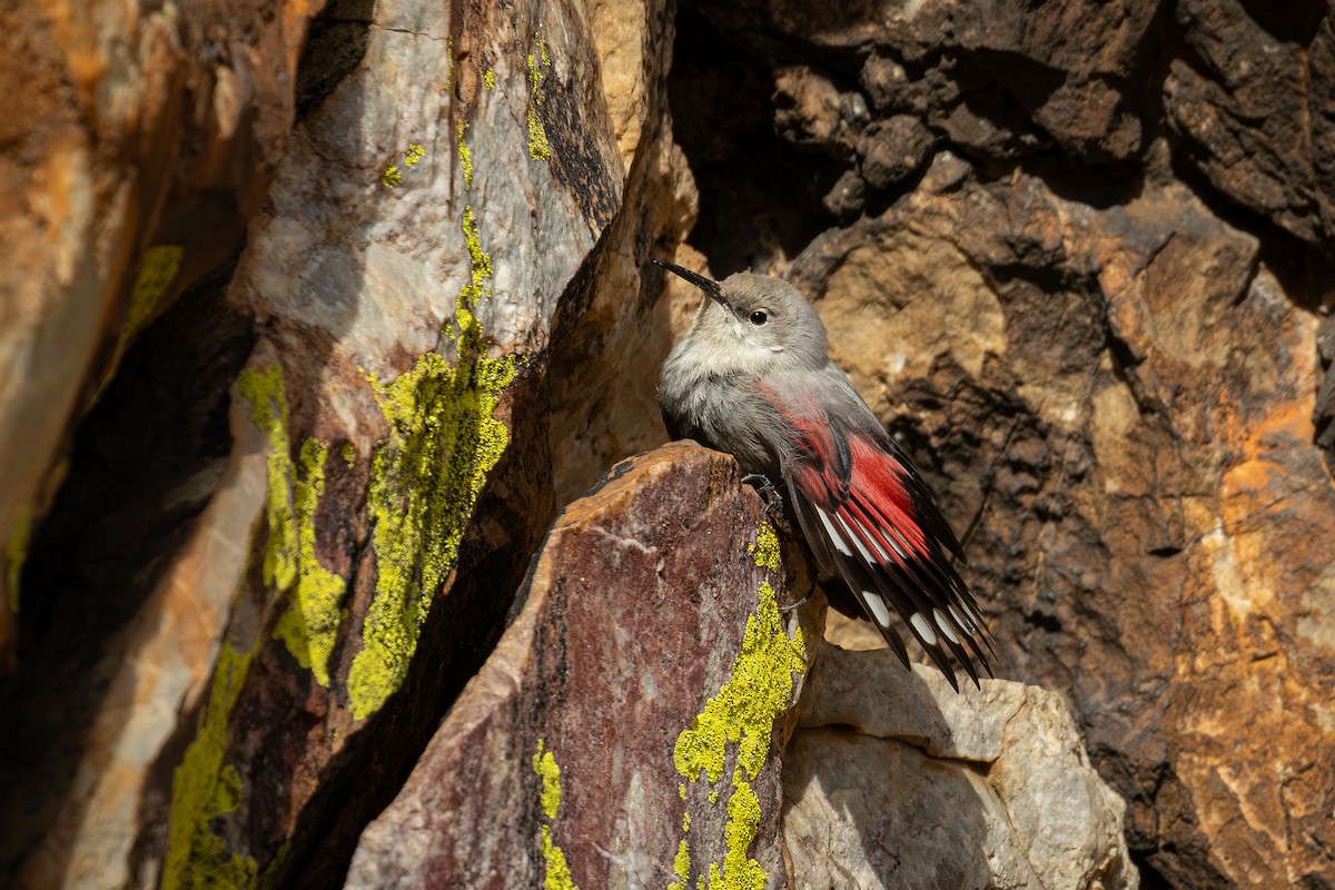 Wallcreeper - ML645540233