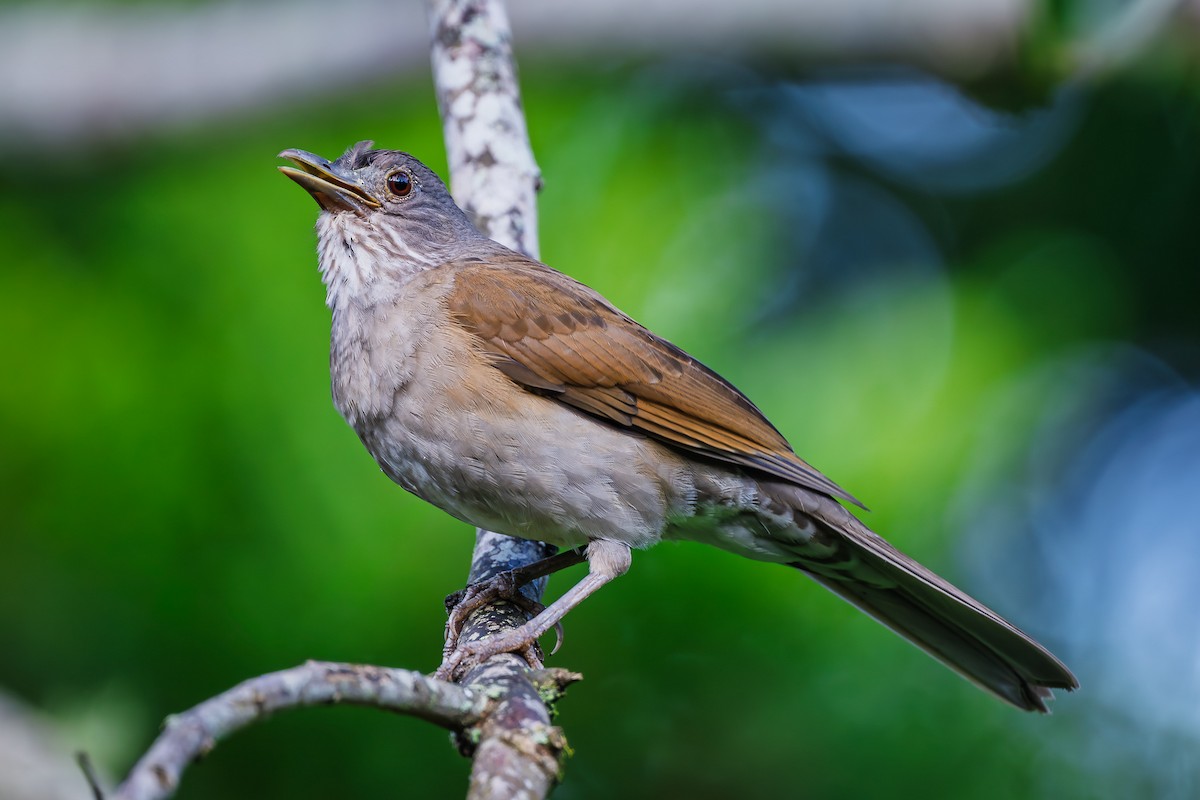 Pale-breasted Thrush - ML645540235