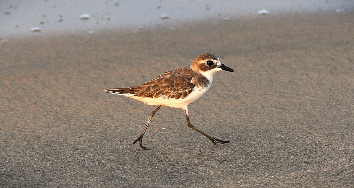 Tibet Cılıbıtı - ML645540242