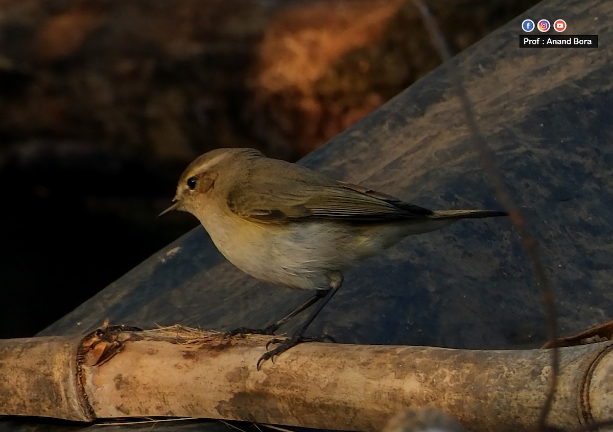 Common Chiffchaff - ML645540248