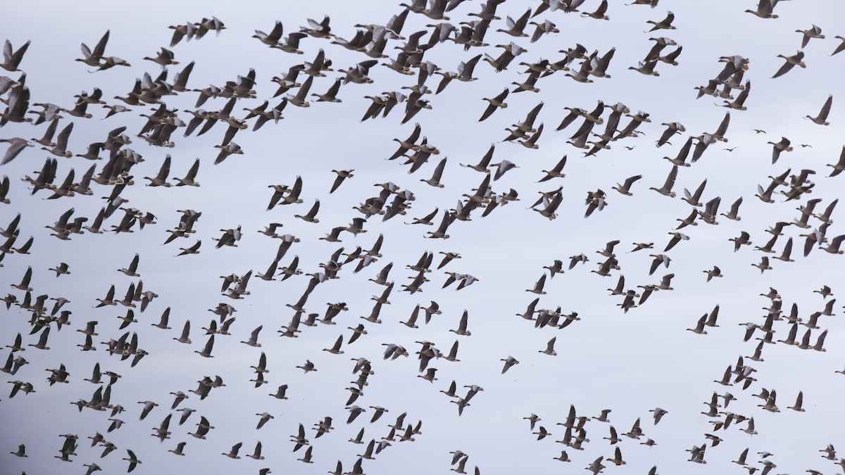 Pink-footed Goose - ML645540249