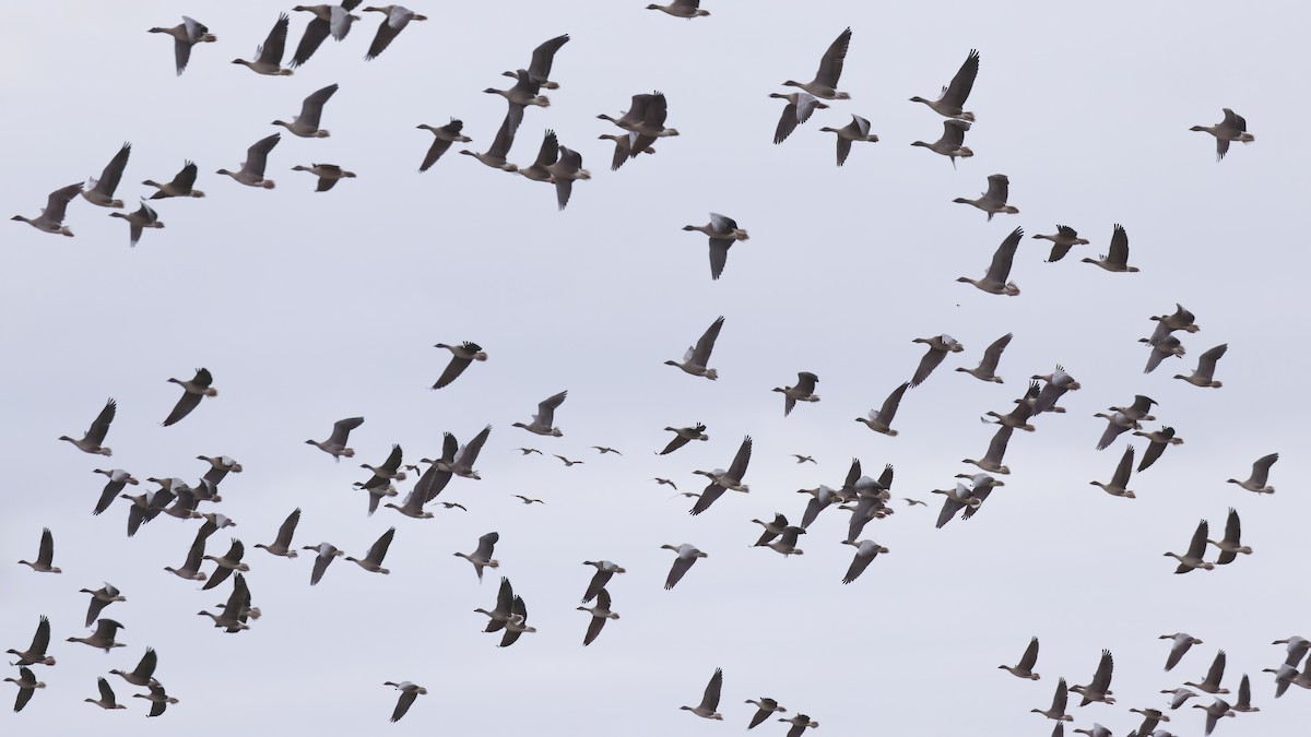 Pink-footed Goose - ML645540250