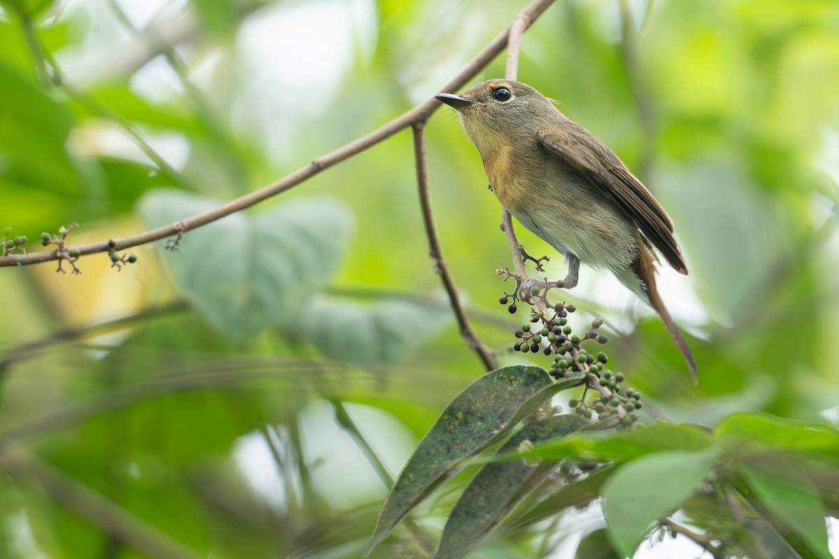 Hainan Blue Flycatcher - ML645540255