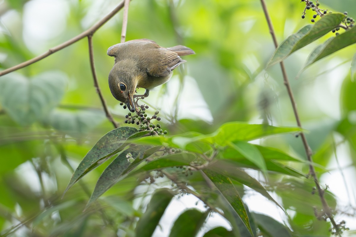Hainan Blue Flycatcher - ML645540257