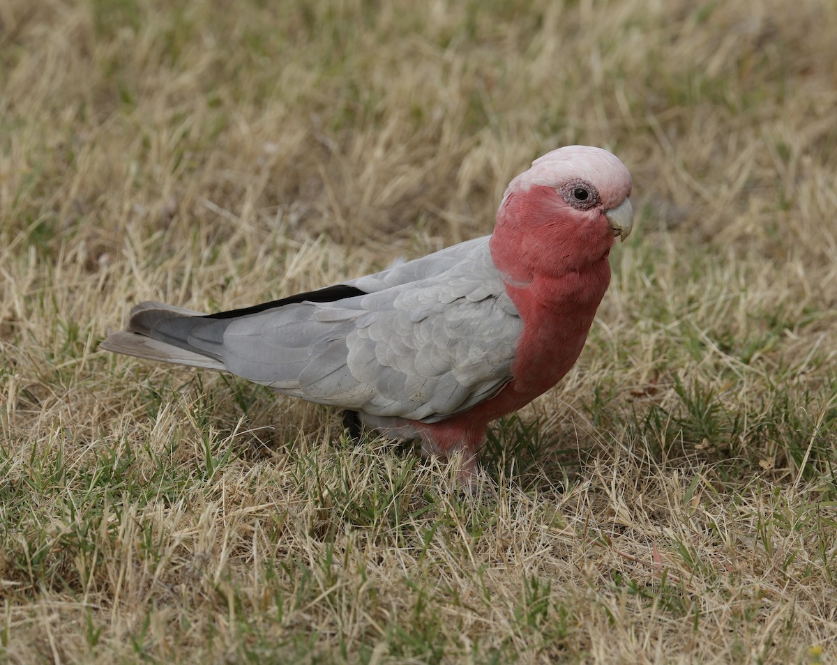 Galah - ML645540259