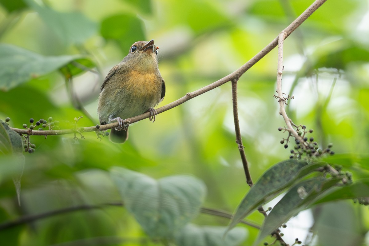 Hainan Blue Flycatcher - ML645540260