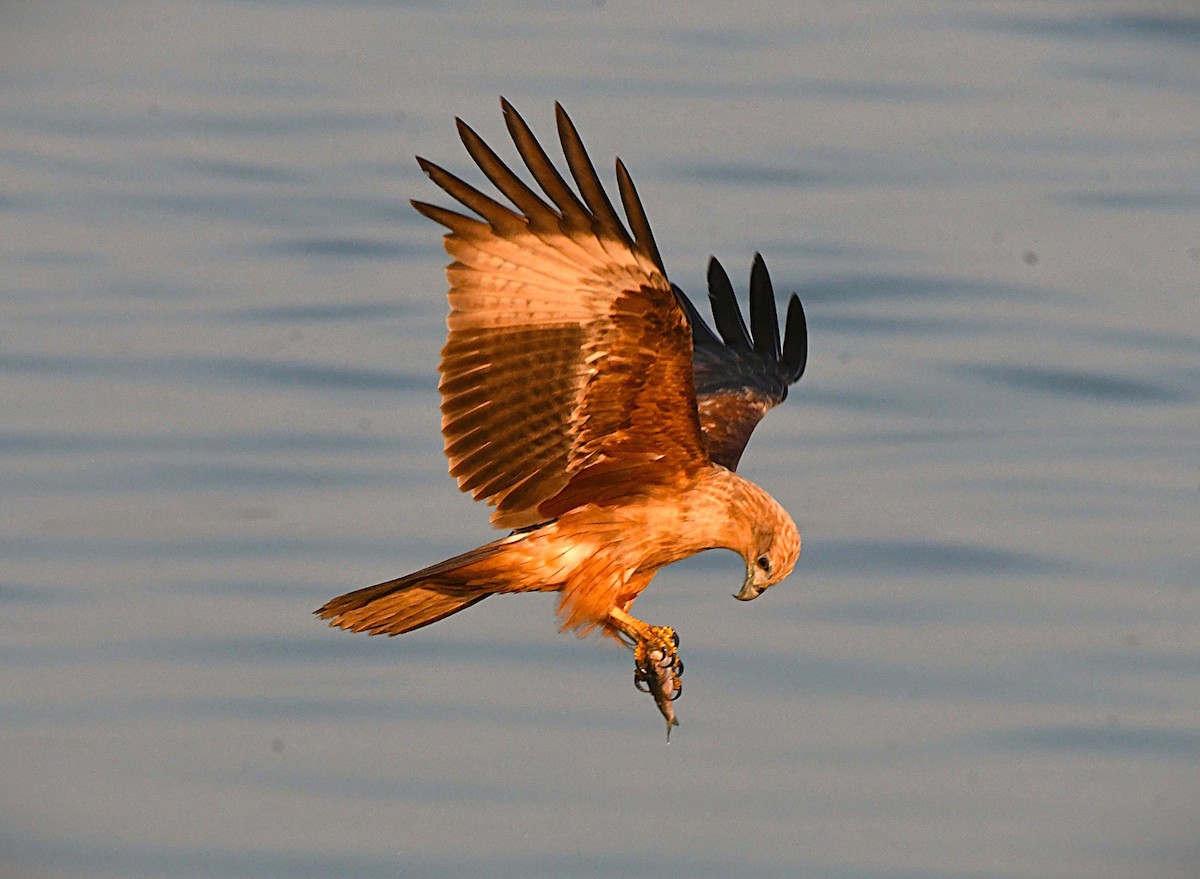 Brahminy Kite - ML645540261