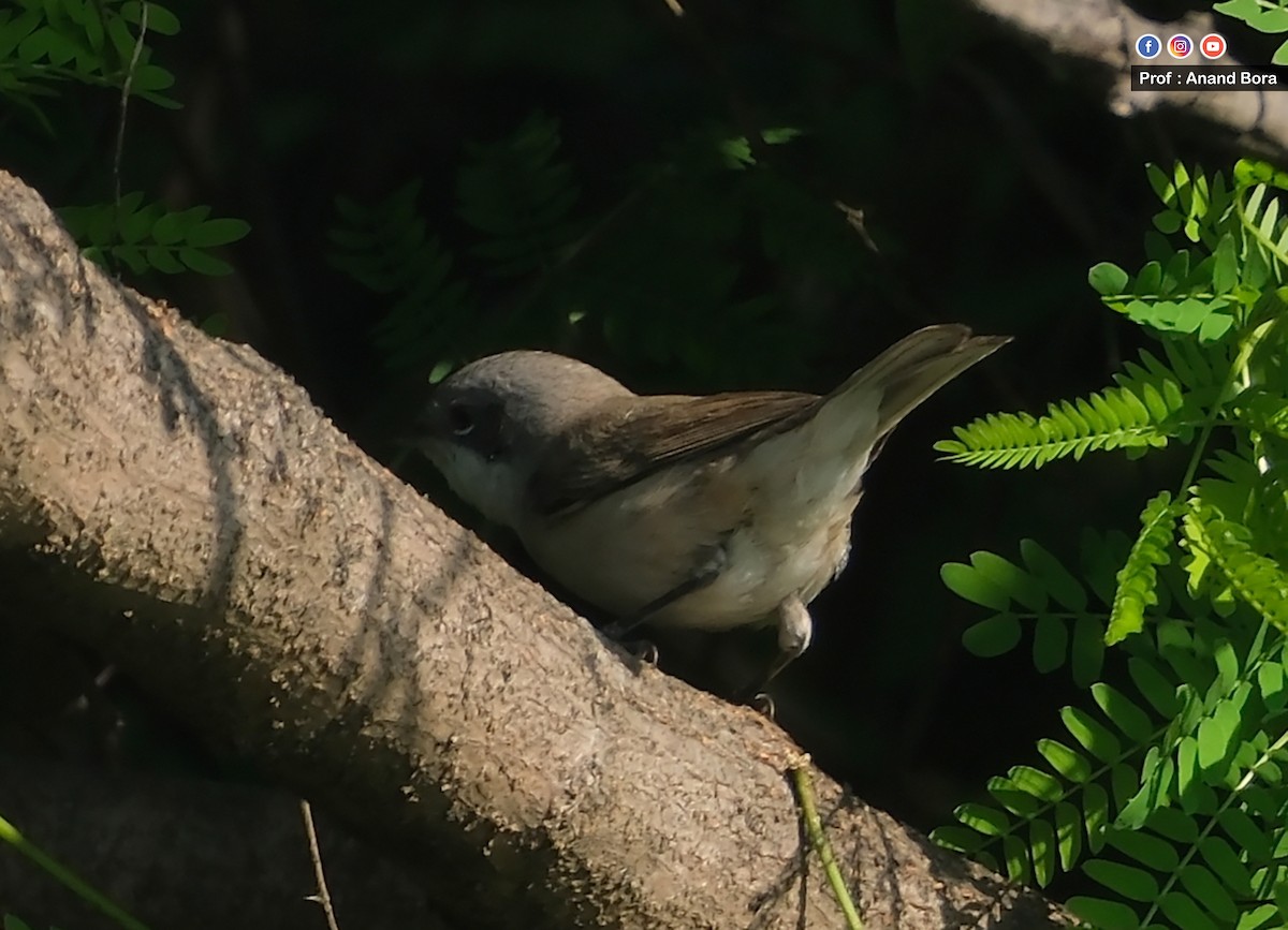 Lesser Whitethroat - ML645540262