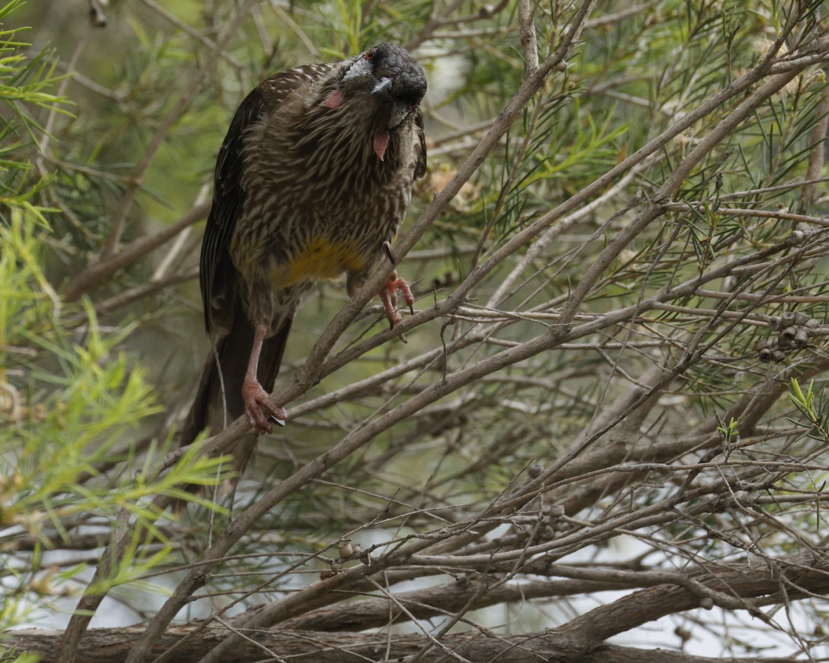 Red Wattlebird - ML645540263