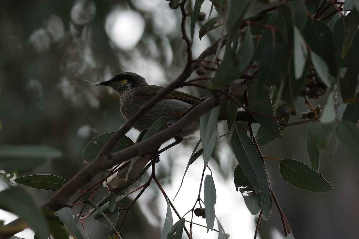 Singing Honeyeater - ML645540264
