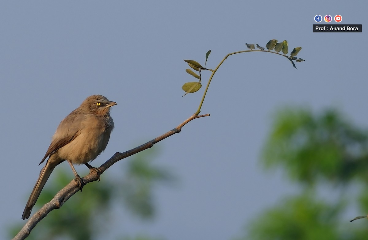 Large Gray Babbler - ML645540265