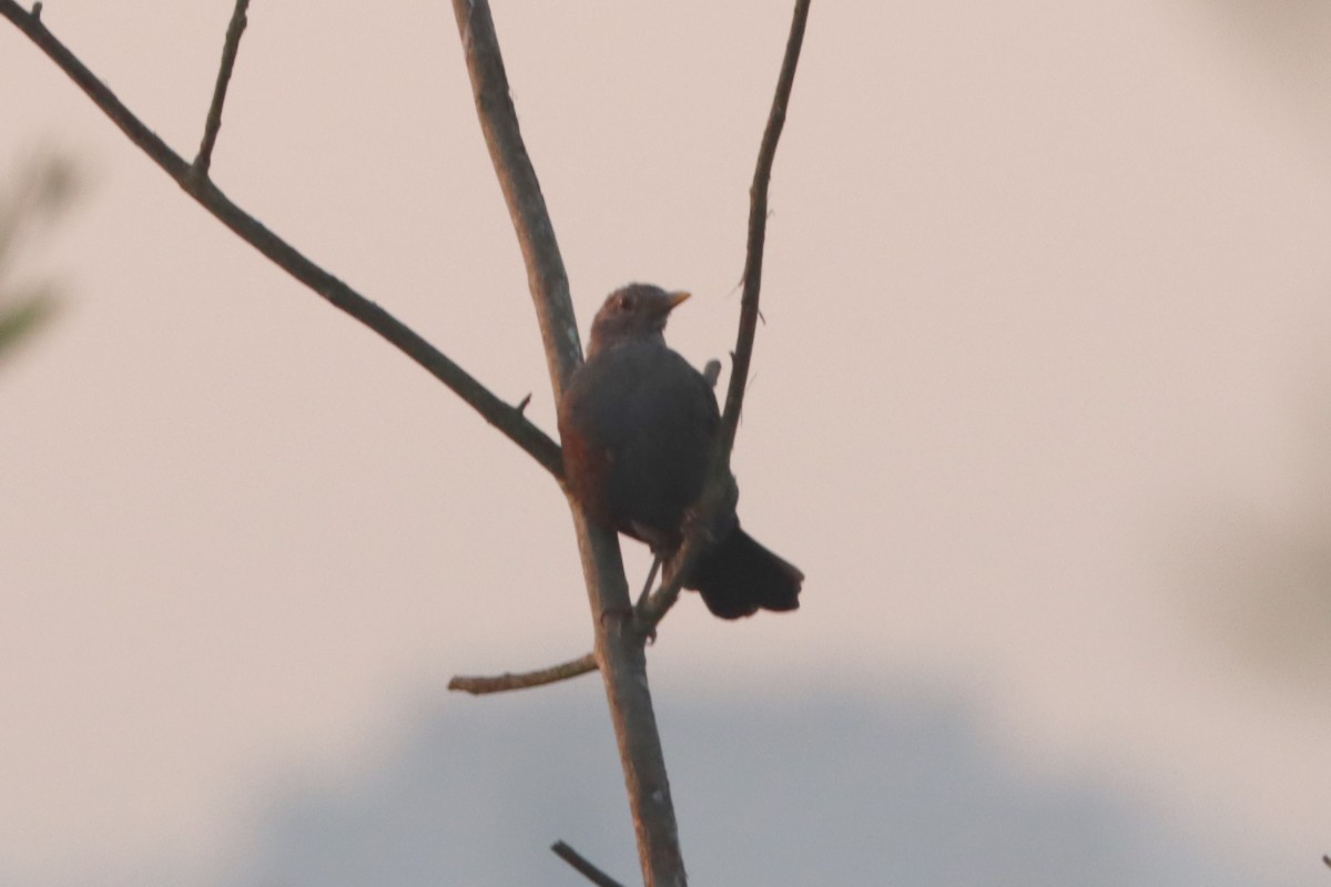 Eurasian Blackbird - ML645540266