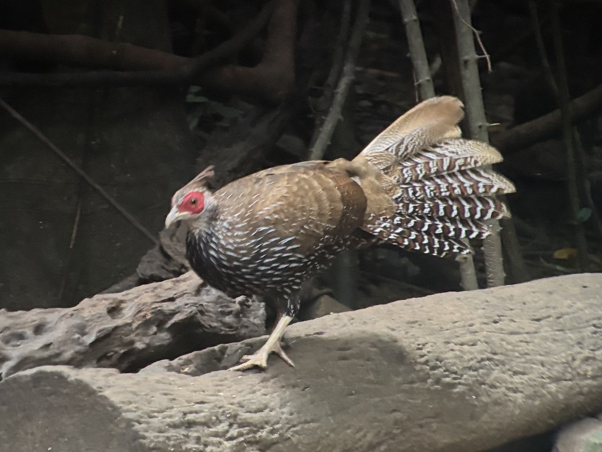 Kalij Pheasant - ML645540267