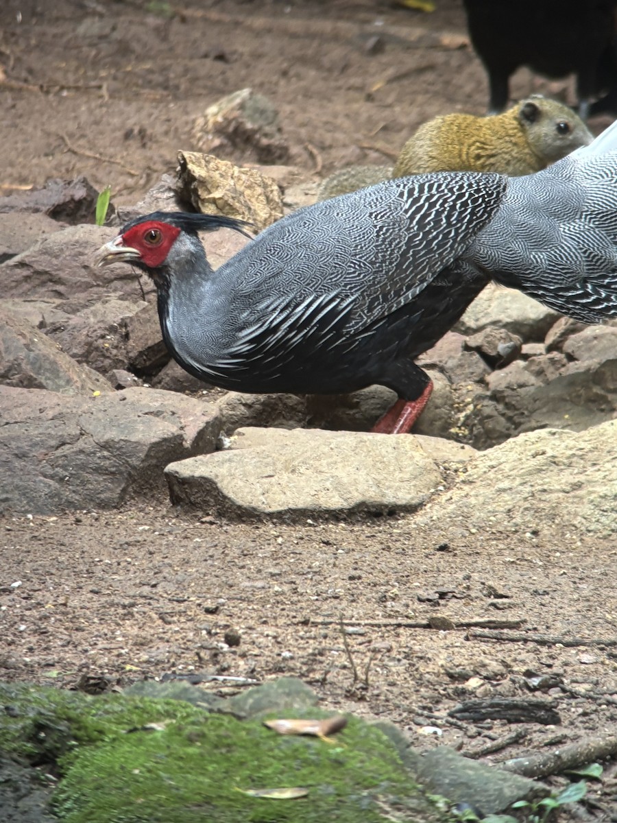 Kalij Pheasant - ML645540268