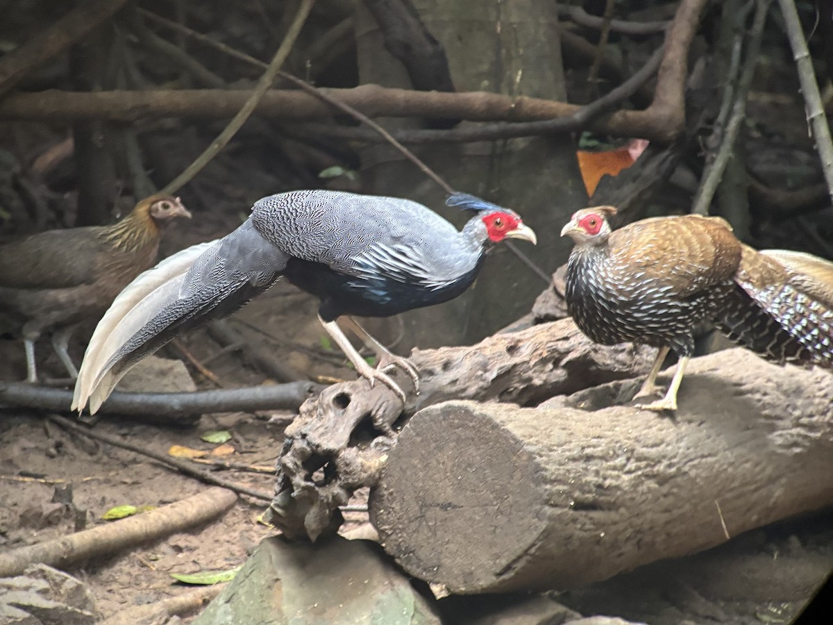 Kalij Pheasant - ML645540269