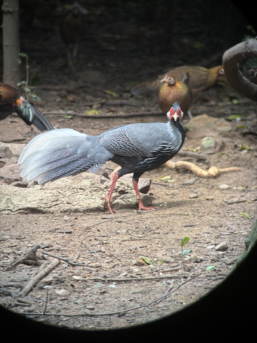 Kalij Pheasant - ML645540270