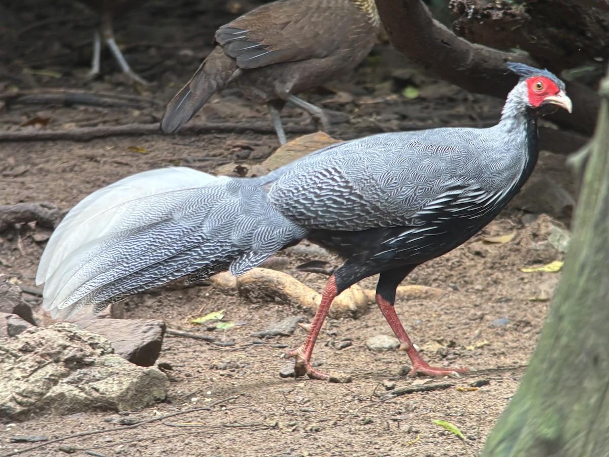 Kalij Pheasant - ML645540271