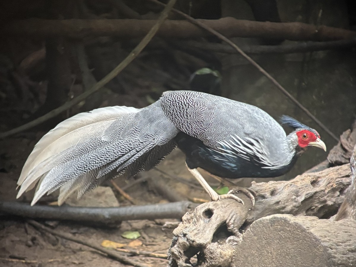 Kalij Pheasant - ML645540272