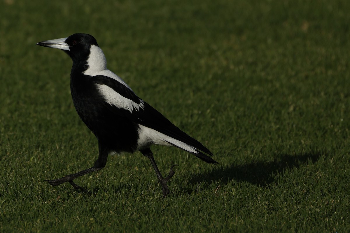 Australian Magpie - ML645540273