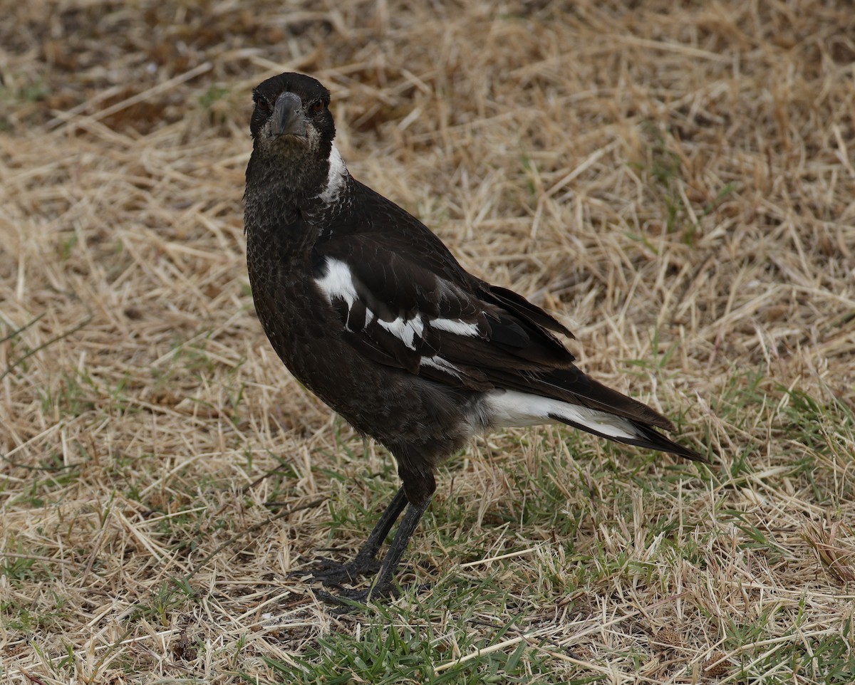 Australian Magpie - ML645540274