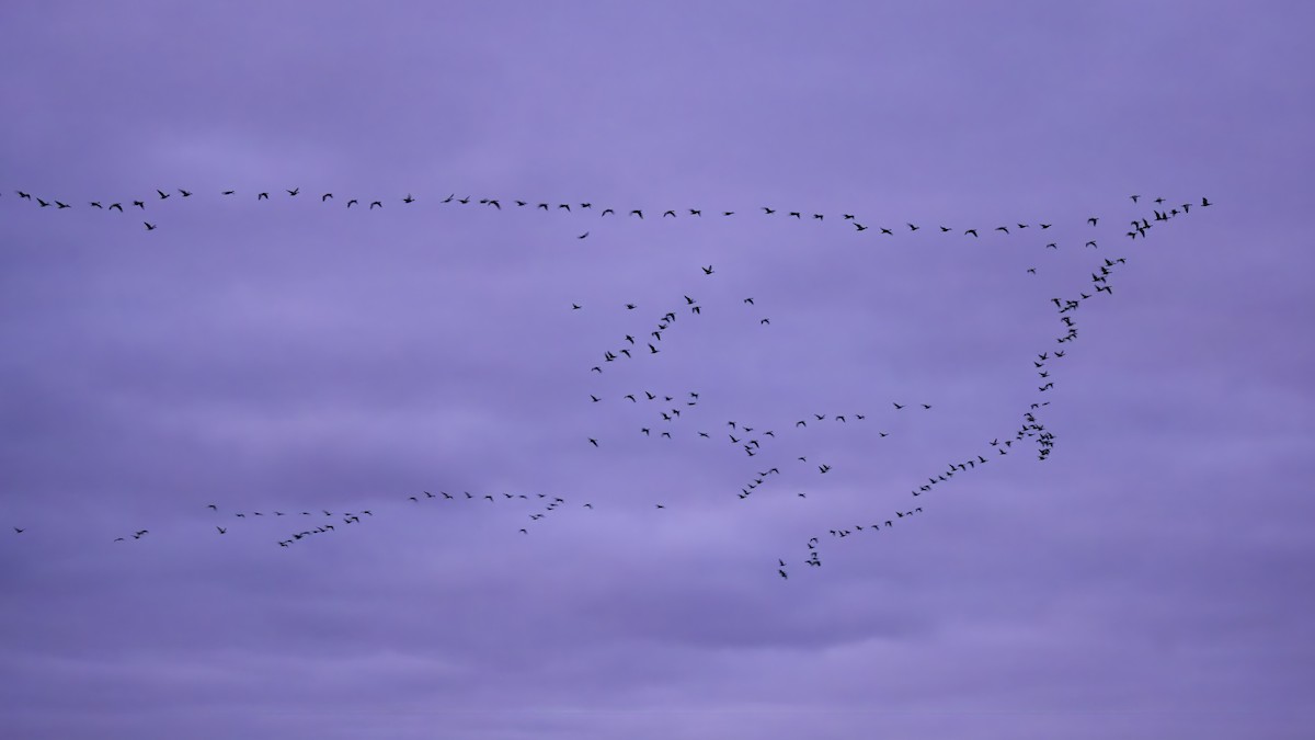 Pink-footed Goose - ML645540275