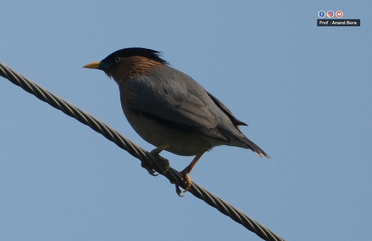 Brahminy Starling - ML645540276