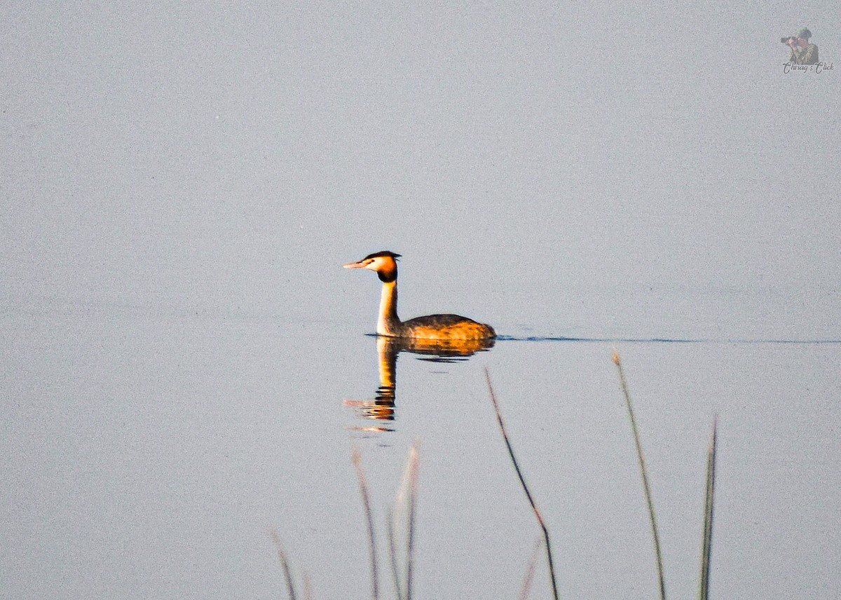 Great Crested Grebe - ML645540277