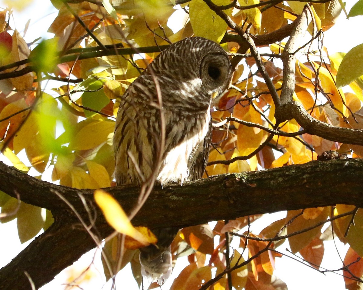 Chouette rayée - ML645540278