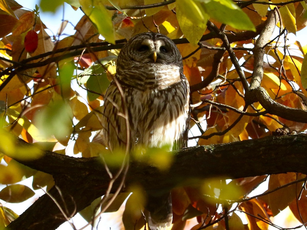 Chouette rayée - ML645540279