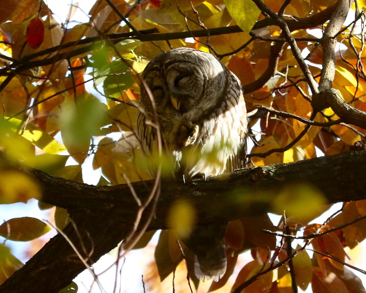 Chouette rayée - ML645540280