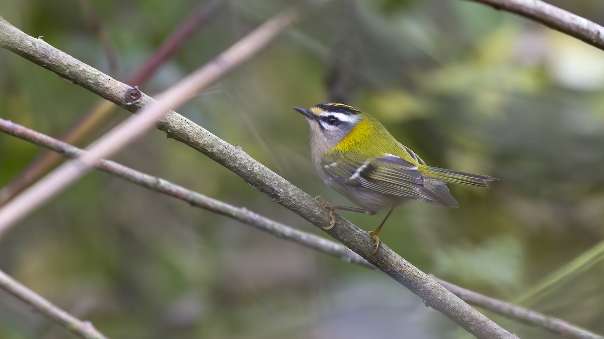 Common Firecrest - ML645540281