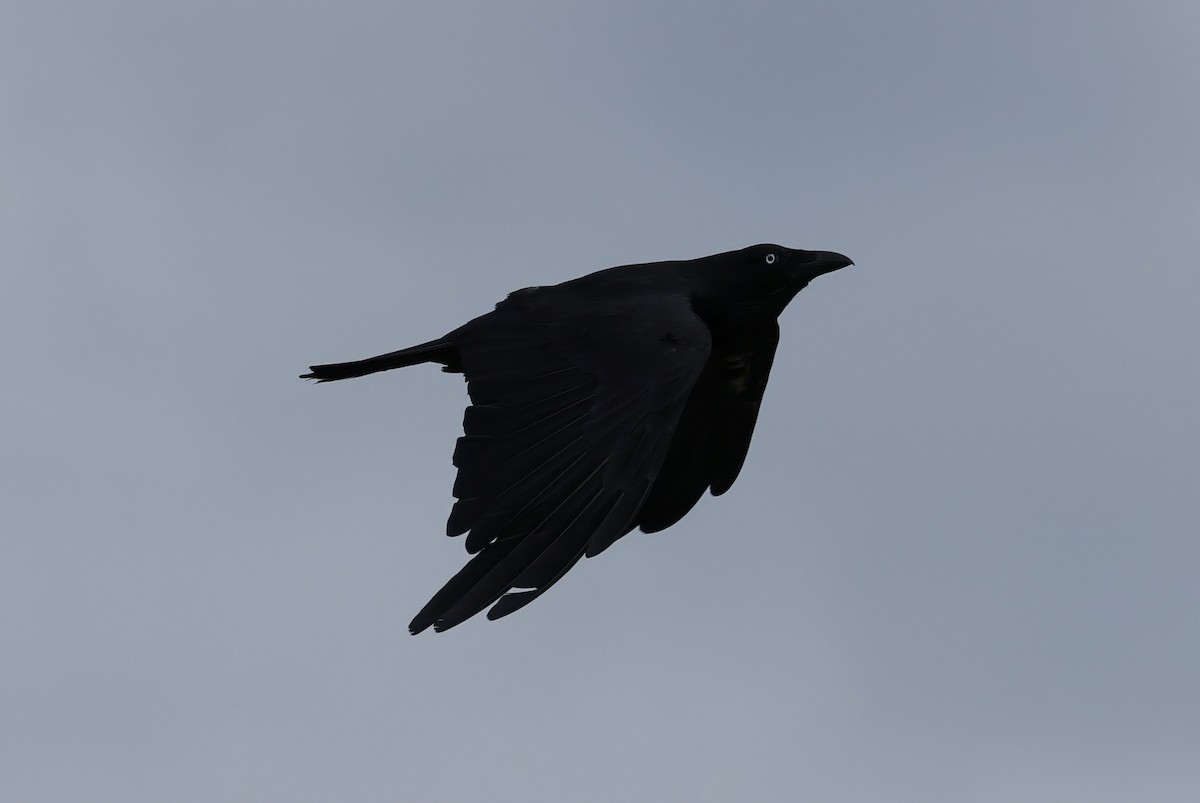 Australian Raven - ML645540282