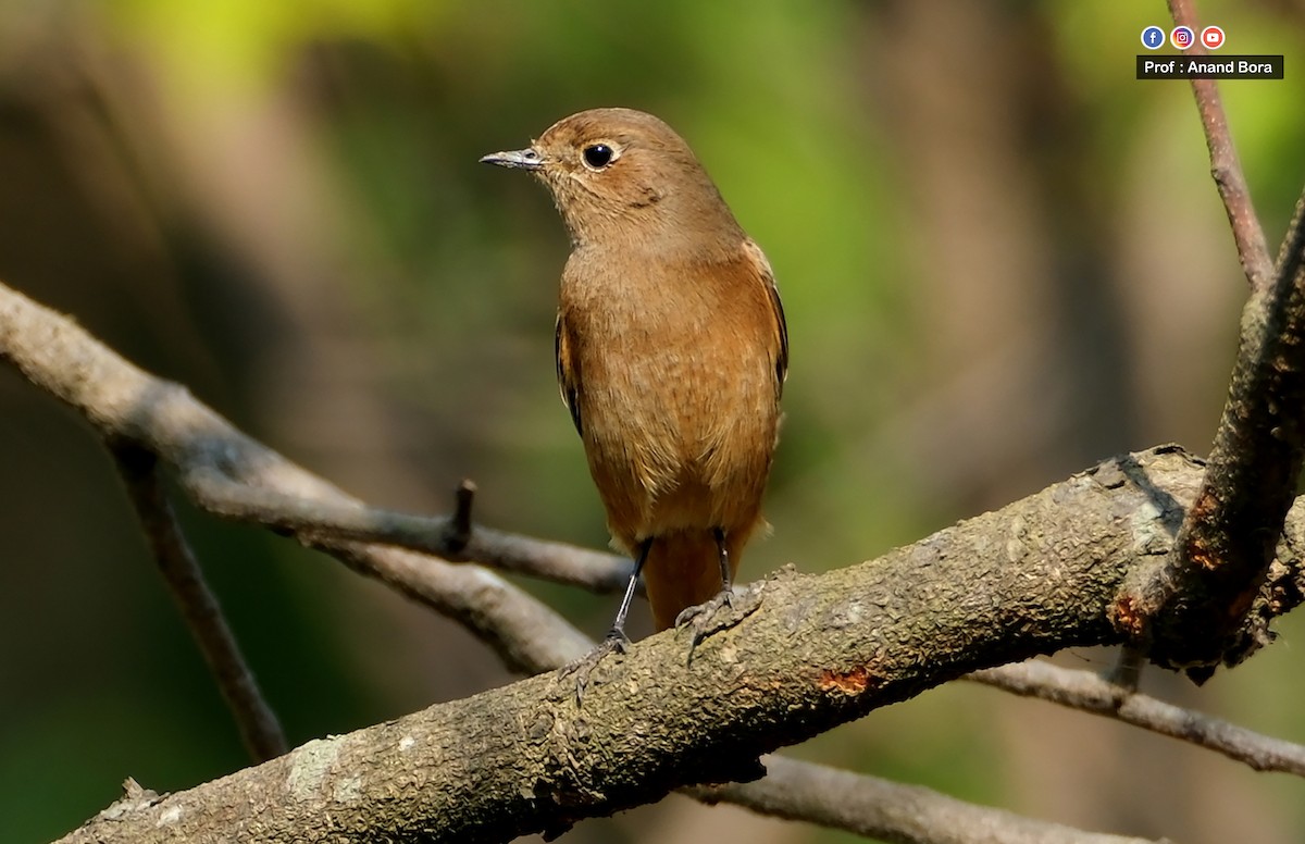 Black Redstart - ML645540283