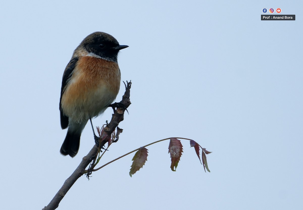Siberian Stonechat - ML645540284