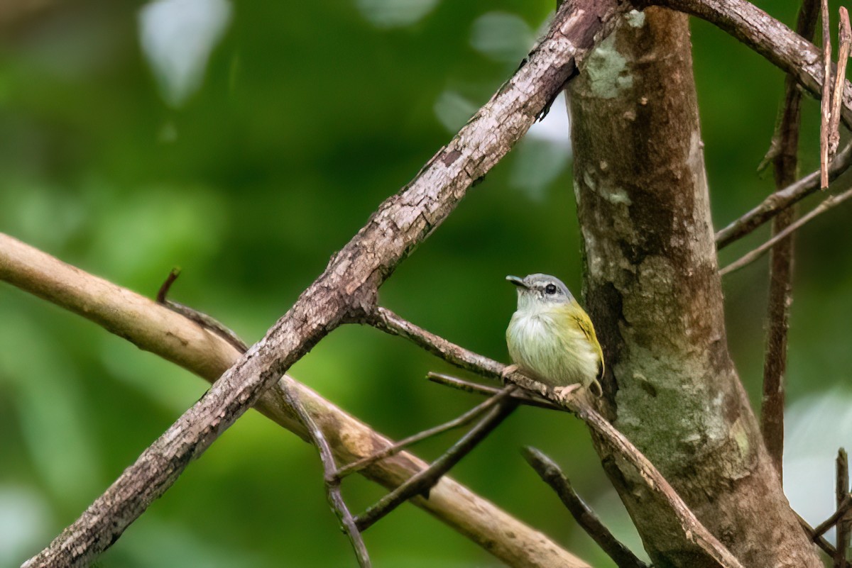 Short-tailed Pygmy-Tyrant - ML645540285