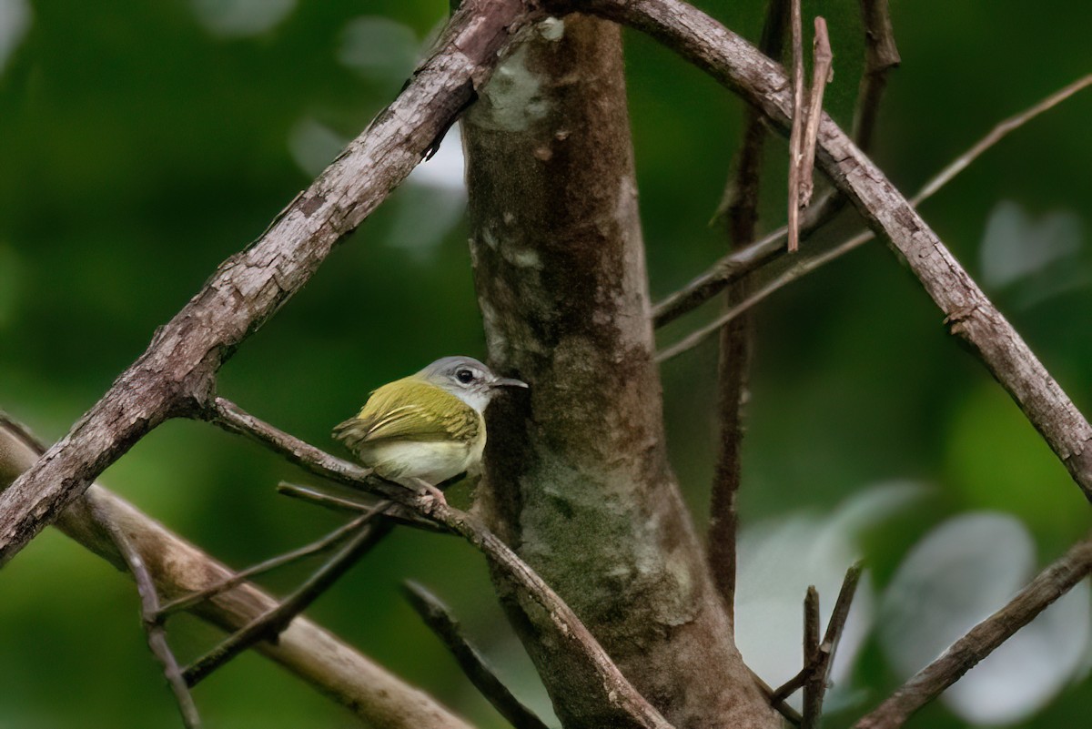 Short-tailed Pygmy-Tyrant - ML645540286