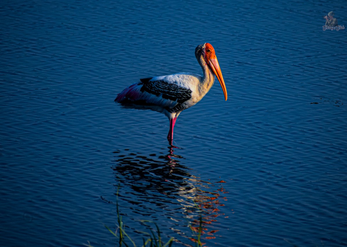 Painted Stork - ML645540290