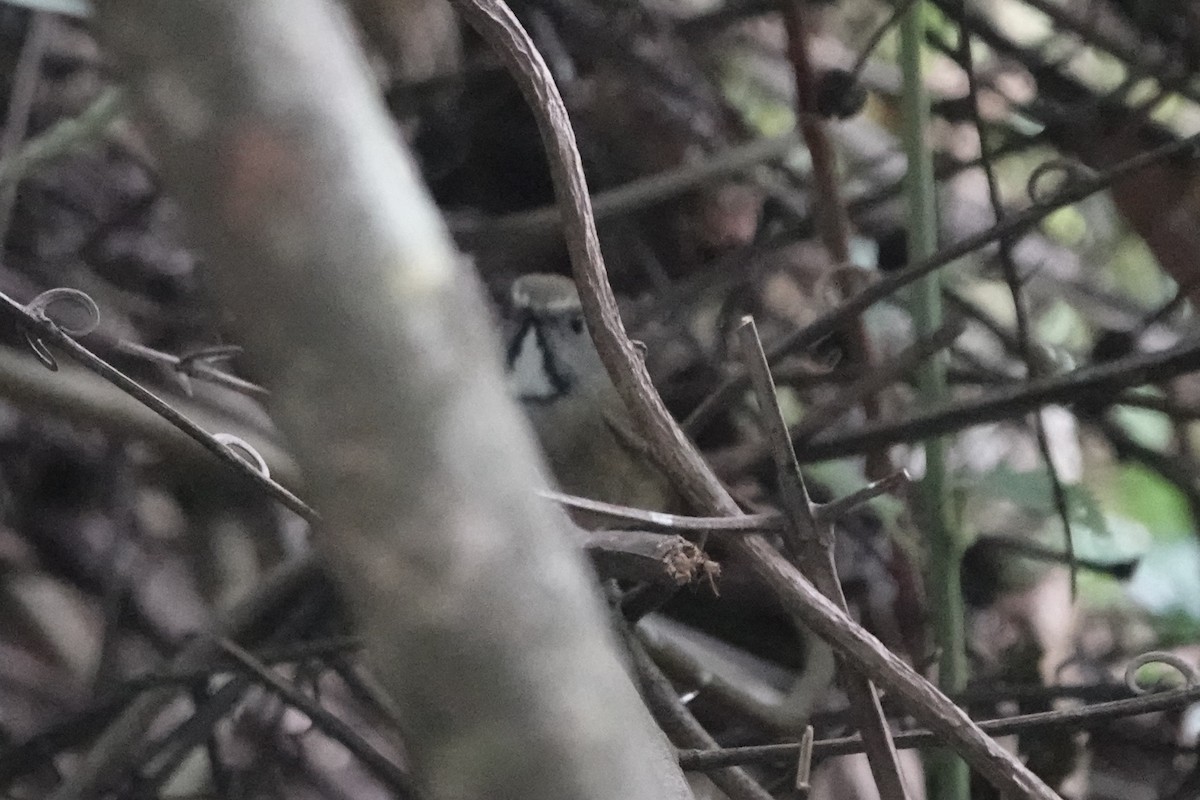 Golden Babbler - ML645540291