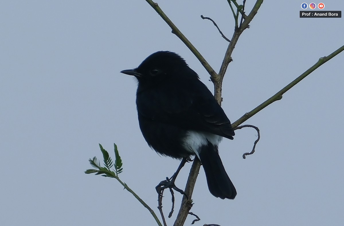 Черный чекан - ML645540292