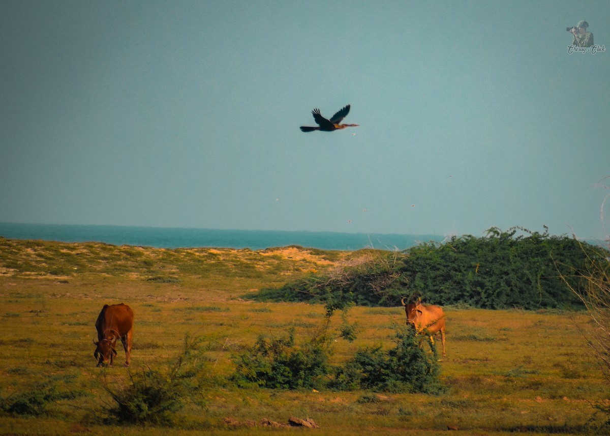 Азиатская змеешейка - ML645540293