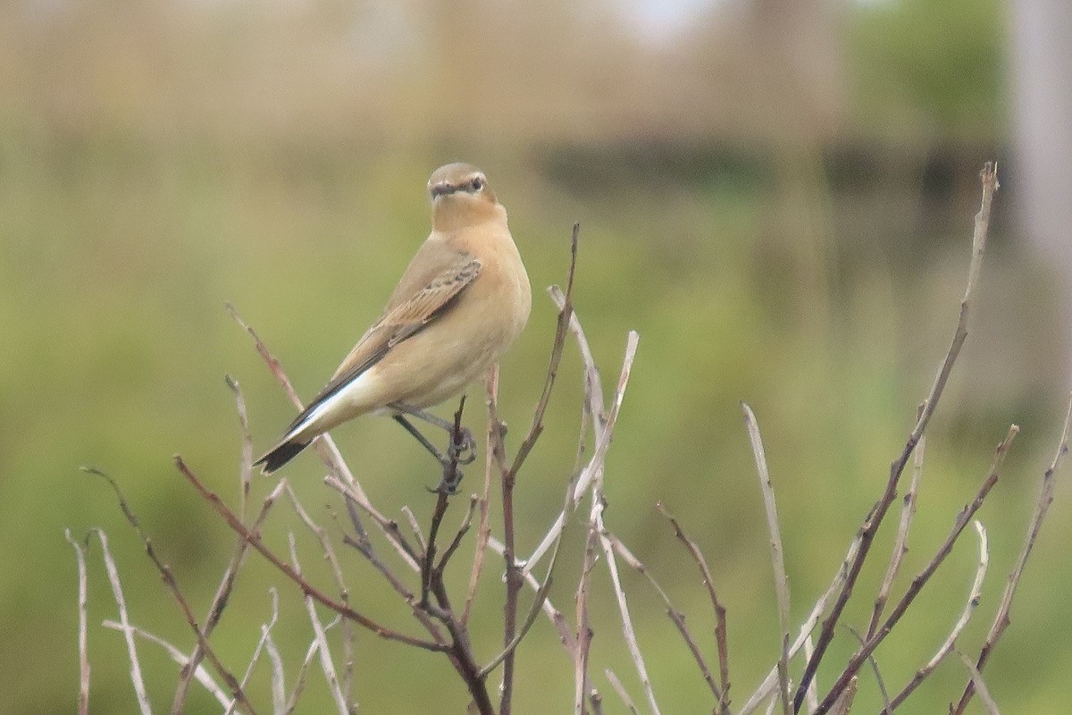 Обыкновенная каменка - ML645540294