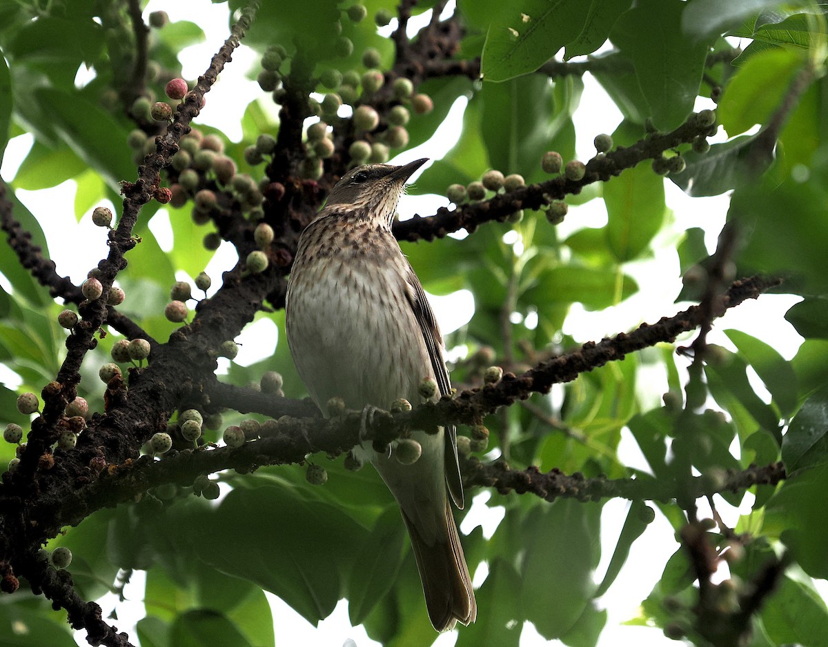 Red-throated Thrush - ML645540295