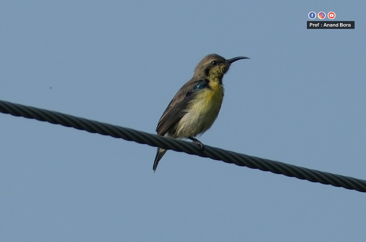 Атласная нектарница - ML645540297