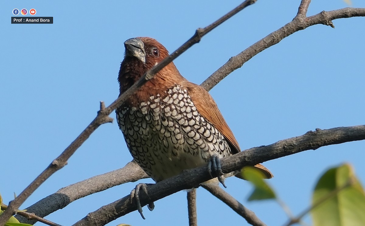 Чешуйчатая муния - ML645540298