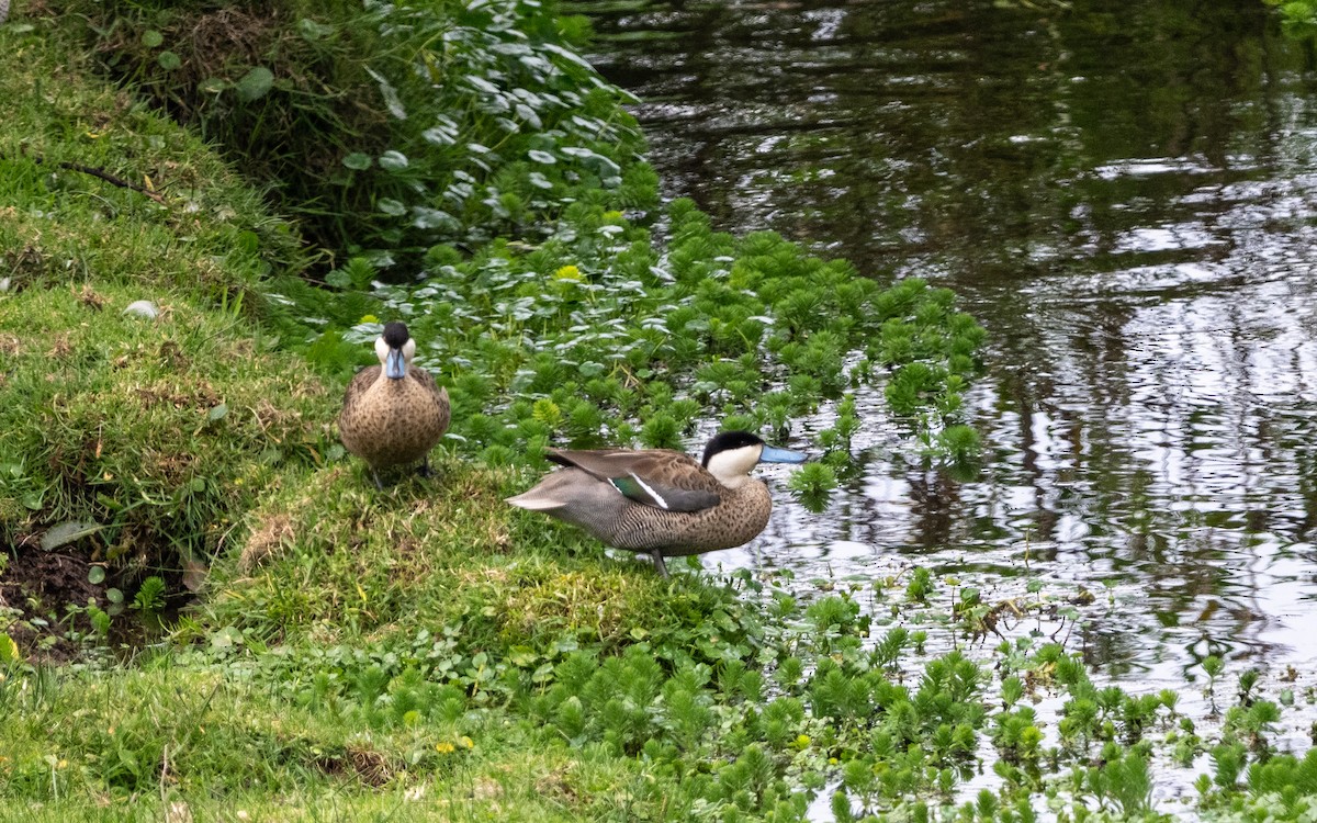 Чирок пуны - ML645540300